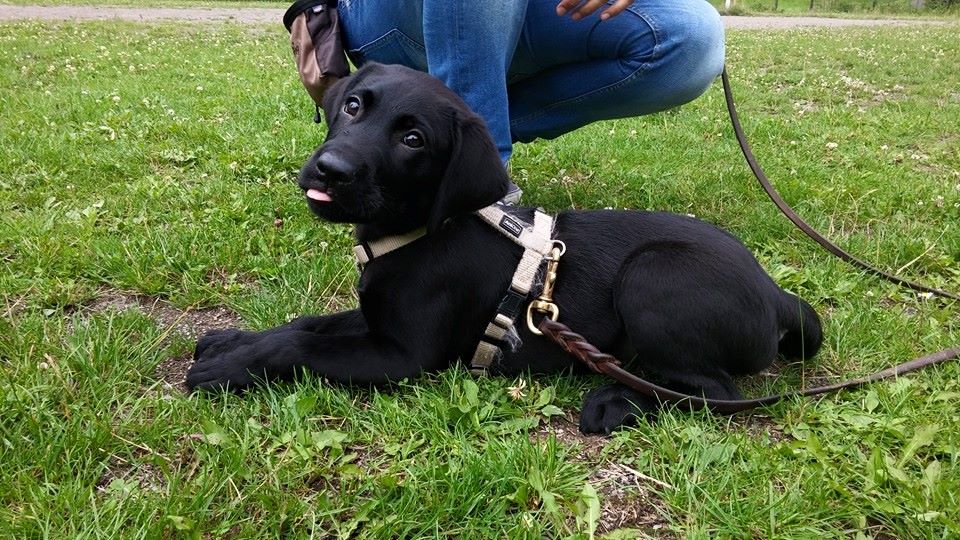 11754247_727014007421931_2311888503200166450_n